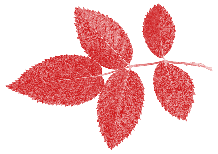 Leaf